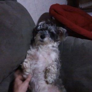 Meet your Posher, Garrick